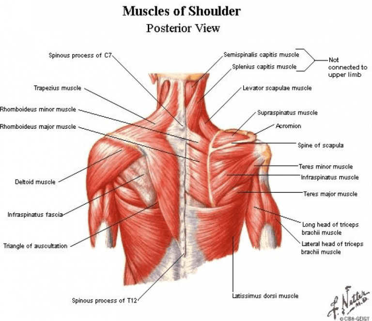 Posterior Shoulder Pain Release Active Edge Chiropractic Functional Medicine